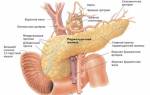 Гиперфункция и гипофункция поджелудочной железы