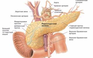 Гиперфункция и гипофункция поджелудочной железы