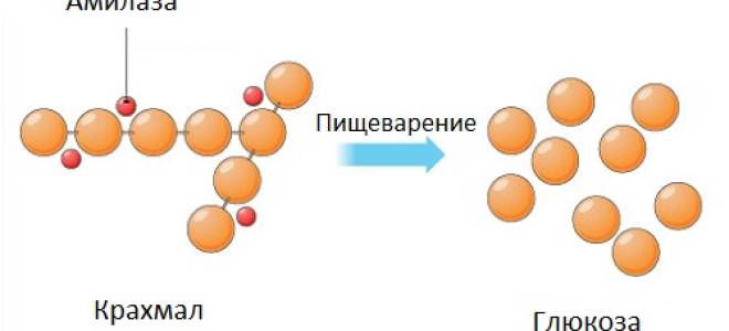 Амилаза панкреатическая повышена лечение