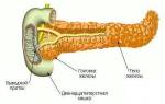 Поджелудочная железа вырабатывает гормоны и ферменты