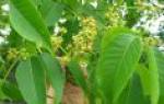 Ягоды бархатного дерева лечебные свойства