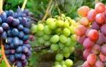 Можно ли виноград при сахарном Болезние
